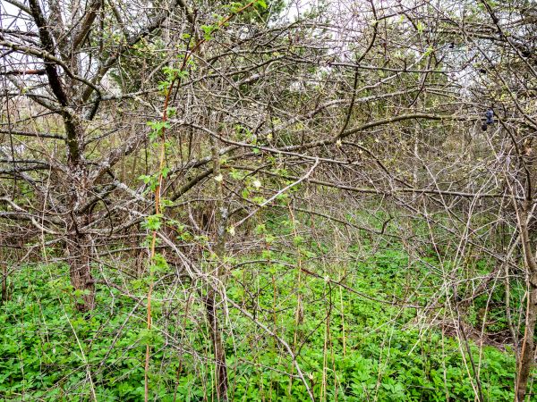 Underbrush Clearing in Lubbock