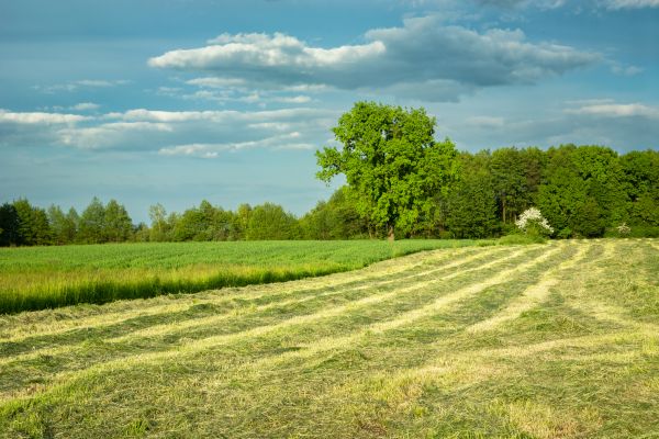 Cost of Vegetation Removal in Lubbock