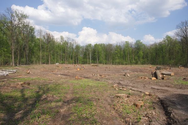 Cost of Pasture Clearing in Lubbock