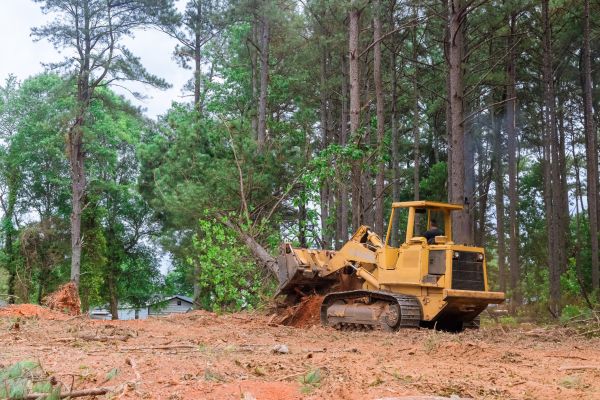 Forest Thinning in Lubbock