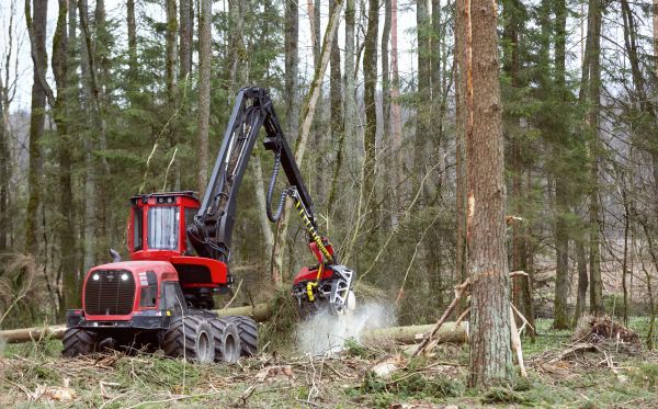 Cost of Forest Clearance Service in Lubbock