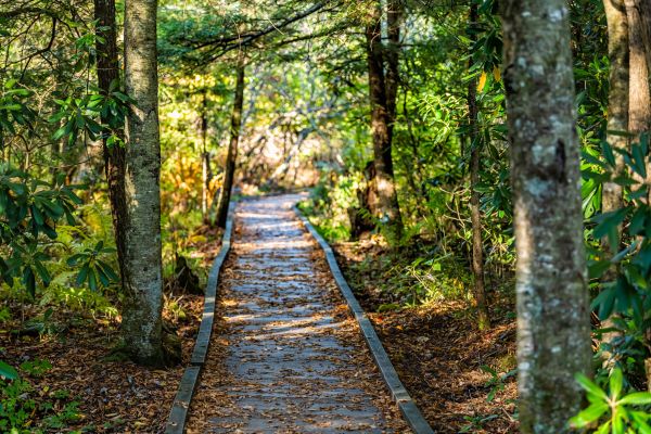 Cost of Trail Clearing in Lubbock